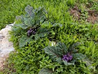 Mandragora officinarum 8, Alruin, Saxifraga-Ed Stikvoort